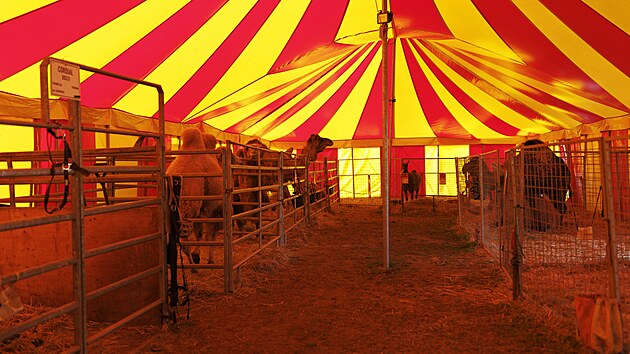 Cirkus Humberto jako jeden z posledn�ch vystupuje i s exotick�mi zv��aty.