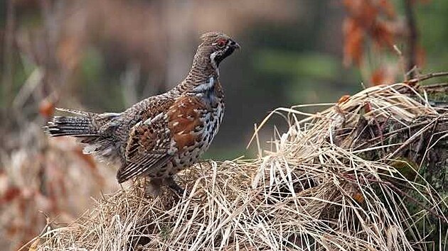 Zachytit je��bka lesn�ho je velk� vz�cnost.