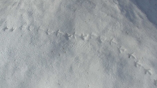 Spat�it je��bka lesn�ho je prakticky nemo�n�, k jejich monitoringu se proto pou��v� sledov�n� pobytov�ch znak�, jako jsou stopy nebo trus.