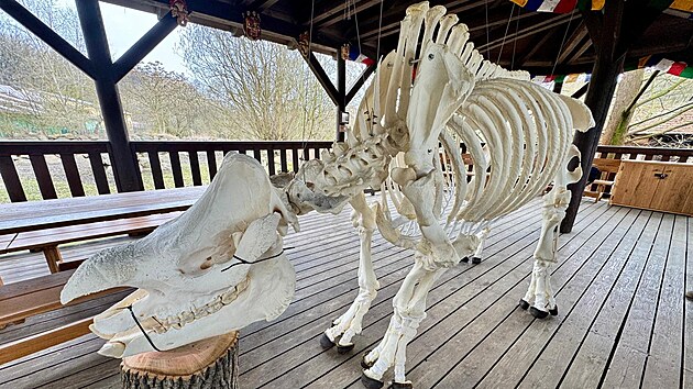 Plze�sk� zoologick� zahrada m� novou atrakci, kostru nosoro�ce indick�ho, kter� uhynul vloni a n�v�t�vn�ci ho m�li velice r�di. (16. b�ezna 2026)