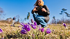 Koniklece na Kamenn�©m vrchu jsou v pln�©m kvÄ�tu, ochránci rezervaci obnovuj�­