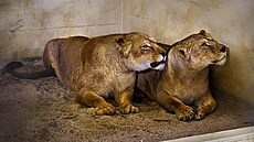 Do Zoo Zlín dorazily dv� lvice, které stát zabavil soukromému chovateli....