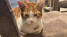 Mico� u� je doma