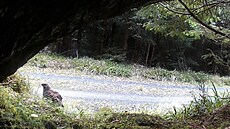 Kamera zachytila v Jeseníkách vzácného a ohro�eného je�ábka lesního.