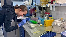 �estnáctiletá studentka pracuje na v�deckém výzkumu na Vysoké �kole...