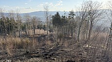 Po�ár lesa v Návsi likvidovalo devatenáct jednotek hasi��. Ohe� se kv�li...