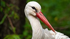 �áp bílý, p�ílet 2026, hnízd�ní, hnízdo