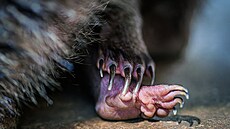 Zoo Praha, vombatí mlád�, vak, b�ezen 2026