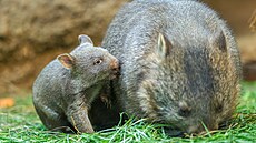 Zoo Praha, vombatí mlád�, vak, b�ezen 2026