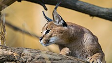 Zoo Praha, nástup jara, jaro, b�ezen 2026