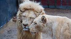 Zoo Dvorec, krmen�, krmivo, spot�eba, 2026