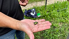 Zlatohlávek skvostný na ruce entomologa Ond�eje Sedlá�ka.