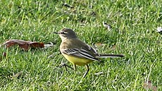 V zahradách Pra�ského hradu �ije více ne� 40 druh� pták�, 220 druh� hmyzu, 700...