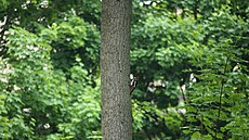 V zahradách Pra�ského hradu �ije více ne� 40 druh� pták�, 220 druh� hmyzu, 700...