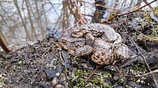 Samci ropuch obecných (vlevo) migrují do rozmno�i�� mnohdy na zádech v�t�ích...