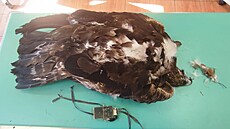 Orlice Toni�ka zem�ela po souboji s jinou samicí orla skalního, která ji cht�la...