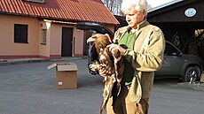 Petr Orel s orlicí Toni�kou v dob�, kdy trávila �as v Záchranné stanici v...