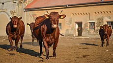 �eská �ervinka je plemeno vy�lecht�né z tura krátkorohého. Jeho geny se...