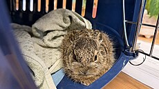 Zaje�í mlád� zachrán�né z okru�ní k�i�ovatky v Záb�ehu skon�ilo ve zví�ecí...