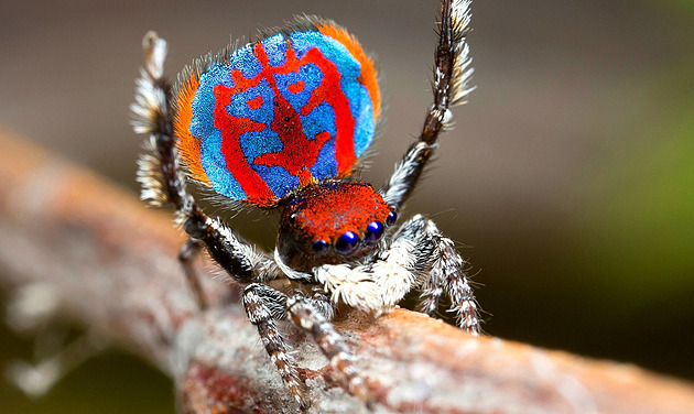 Geniální vynálezci z říše zvířat. Jak pavoučí tanec mění lidskou technologii. A nejen on
