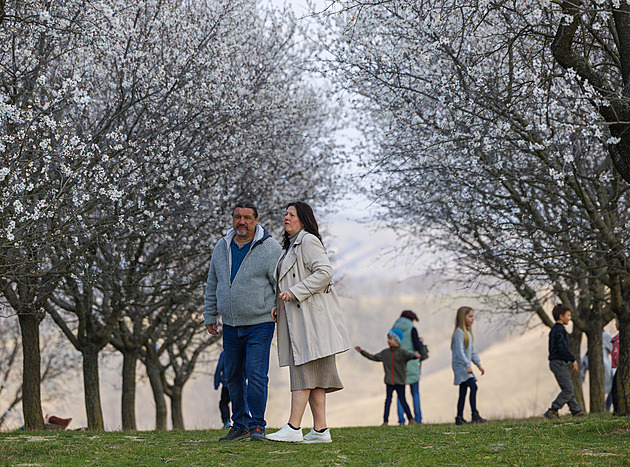 OBRAZEM: Bílá a růžová krása. Mandloně v Hustopečích kvetou, trvá to ale jen pár dní