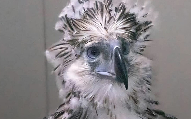 „Hrdina“ je nadějí pro kriticky ohrožené orly, s odchovem pomohla liberecká zoo