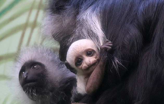 OBRAZEM: Drobečci lezoucí z matčina vaku, opičky i papoušci. Zoo lákají na mláďata