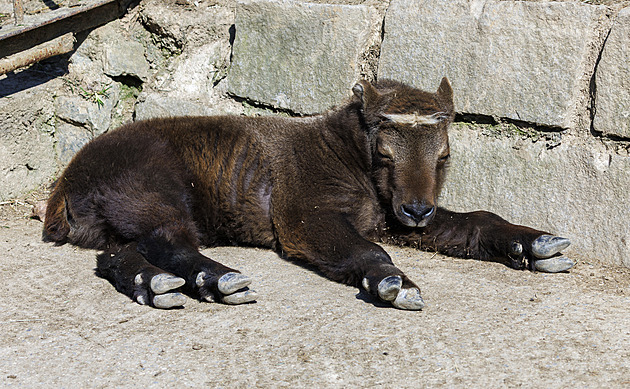 Muž v zoo přelezl zábranu a uhodil zvíře klackem přes mříž. Ještě se tomu smál Muž v zoo přelezl zábranu a uhodil zvíře klackem přes mříž. Ještě se tomu smál