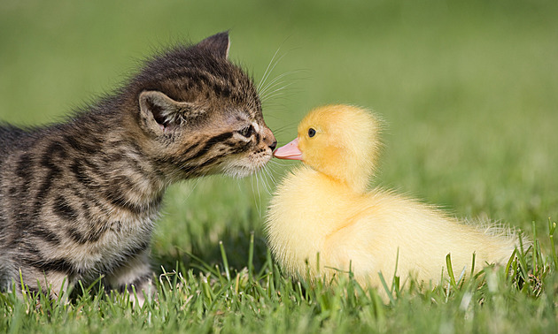 Vyšlete do dubnového fotoduelu snímek roztomilého mláděte, lze vyhrát krmivo