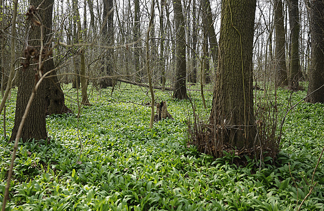 Jarní horečka kvůli medvědímu česneku. Za sběr v rezervacích hrozí postih