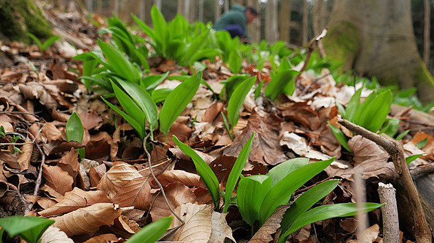 OBRAZEM: To nejzdravější, co příroda nyní dává. Medvědí česnek láká sběrače