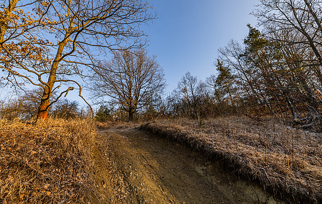 Tajemství Dehetníku. Stráň s hořečky by se mohla stát přírodní památkou