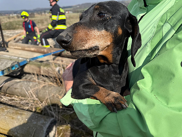 Jezevčík uvázl pod hromadou betonových sloupů, když honil lišku. Ta ho i pokousala