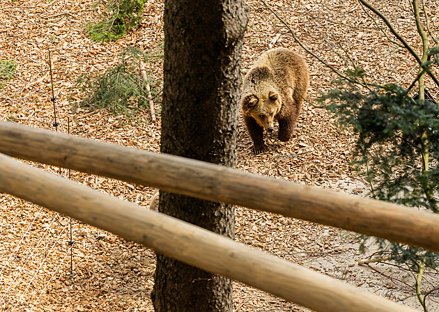 Návrat medvědů do Krkonoš. Tříletý pár se prohání pod Stezkou korunami stromů