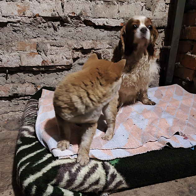 Na okraji Broumova někdo opakovaně vypouštěl psy, v útulku skončilo sedm fen