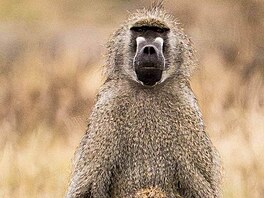 Explicitní monkey business. Timothy Parrant svou fotku pojmenoval tak decentn�,...