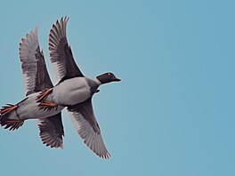 Pta�í dvojplo�ník je na snímku Christera Petterssona.