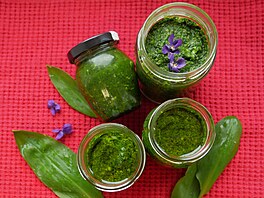 Medv�dí �esnek jeho p�íznivci nej�ast�ji zpracovávají na pesto - s olejem, solí...