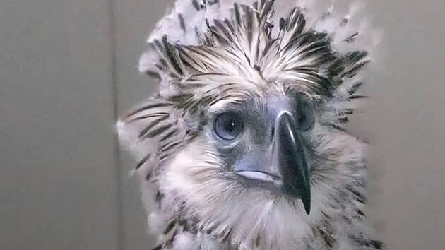 Philippine Eagle Foundation
