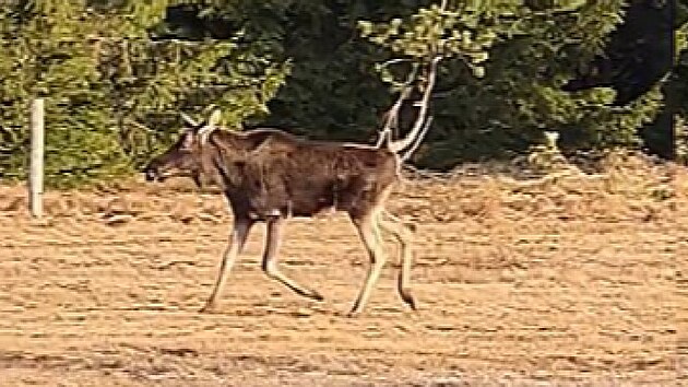 Richard Bro� se setkal na �umav� s losem Emilem.