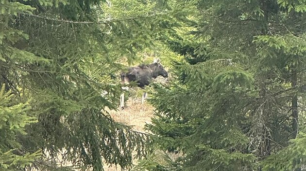 �len Horsk� slu�by �umava vyfotil losa Emila.