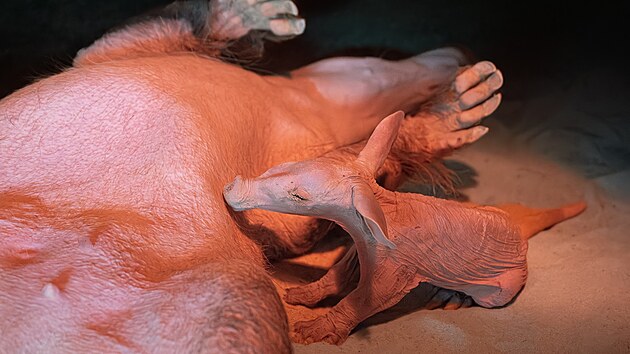 Ml�d� hrab��e kapsk�ho se narodilo v ned�li 22. b�ezna 2026.