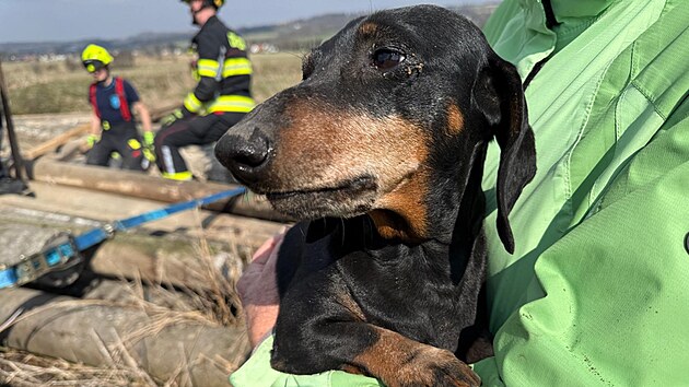 Fena jezev��ka uv�zla v �onov� u Nov�ho M�sta nad Metuj� pod betonov�mi sloupy, pomohli hasi�i. (19. b�ezna 2026)