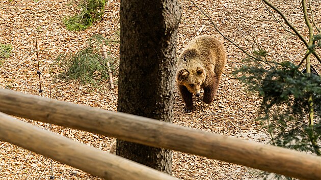 N�v�t�vn�ci Stezky korunami strom� pod �ernou horou mohou pozorovat z nadhledu dva medv�dy hn�d� v nov�m v�b�hu. (24. b�ezna 2026)