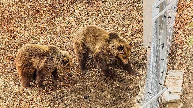 Stezka korunami strom� v Jansk�ch L�zn�ch uk�zala medv�d�rium s dv�ma t��let�mi sourozenci zachr�n�n�mi na Slovensku. (24. b�ezna 2026)