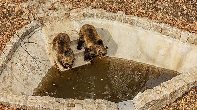 Stezka korunami strom� v Jansk�ch L�zn�ch uk�zala medv�d�rium s dv�ma t��let�mi sourozenci zachr�n�n�mi na Slovensku. (24. b�ezna 2026)