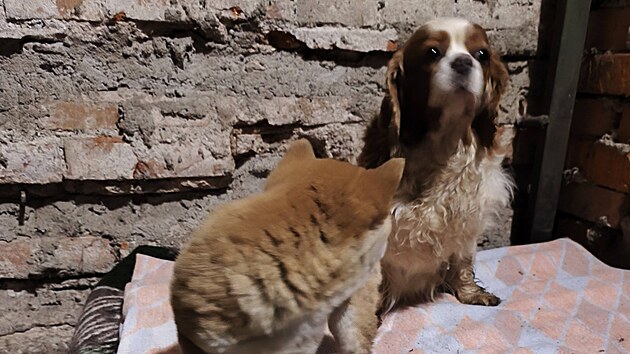 Str�n�ci u hejtm�nkovick�ho mostu odchytli t�i feny kaval�r� a �t�n� shiba-inu, kter� patrn� n�kdo vypustil na okraji Broumova. (20. b�ezna 2026)