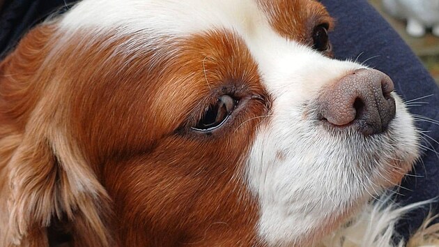 Odchycen� fenka kaval�ra (20. b�ezna 2026)