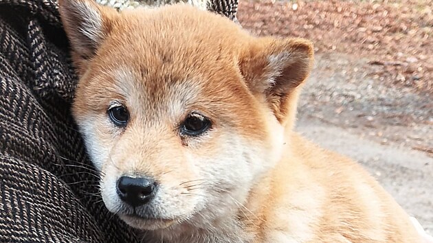 Mezi zv��aty odchycen�mi na okraji Broumova bylo i �t�n� shiba-inu. (20. b�ezna 2026)