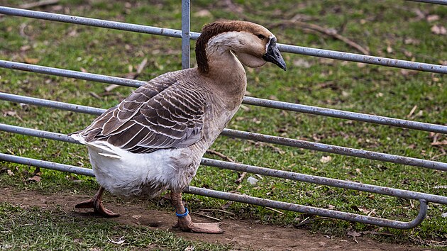 Zem�d�lsk� �kola v Kostelci nad Orlic� opravila b�val� st�je. (20. b�ezna 2026)